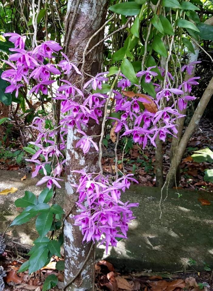 فيلا Kim'S Garden أندا المظهر الخارجي الصورة