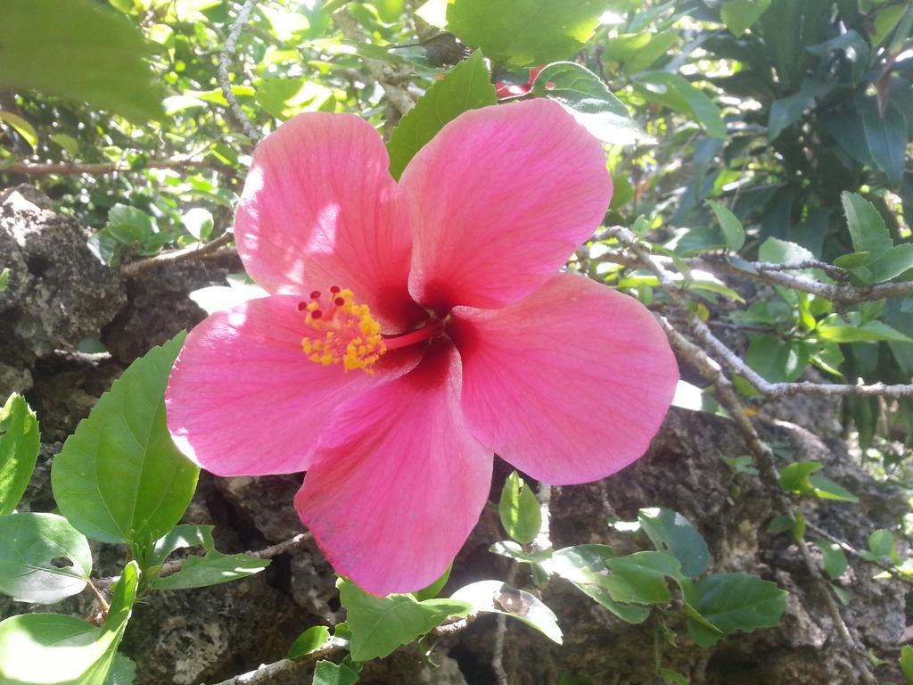 فيلا Kim'S Garden أندا المظهر الخارجي الصورة